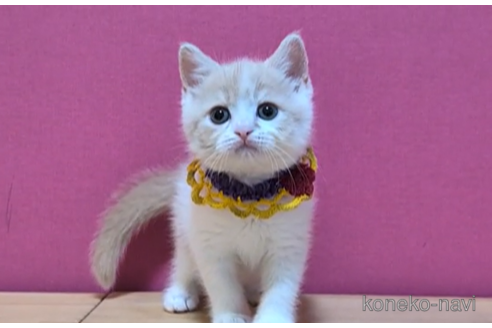 成約済の東京都のスコティッシュフォールド-101311の6枚目